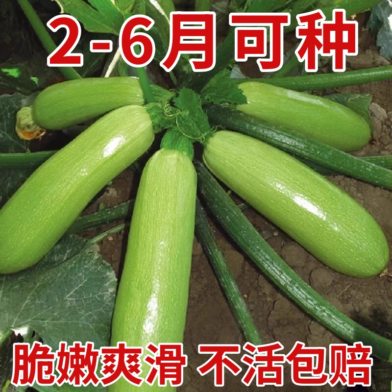 西葫芦种子油亮型菜瓜籽角瓜高产田园农家蔬菜种子春季夏季秋冬季