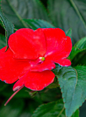 大红色凤仙花盆栽阳台四季开花不断好H养植物绿植指甲花带花苞花