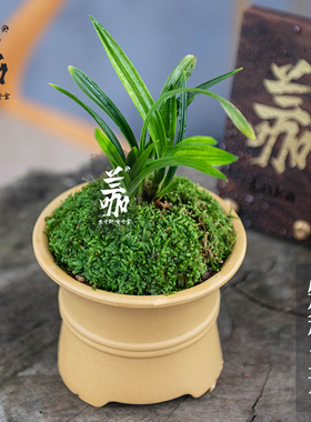 翁源兰花袖珍g小兰草建兰九仙荷蝶开花高荷瓣花兰草小盆景送礼绿