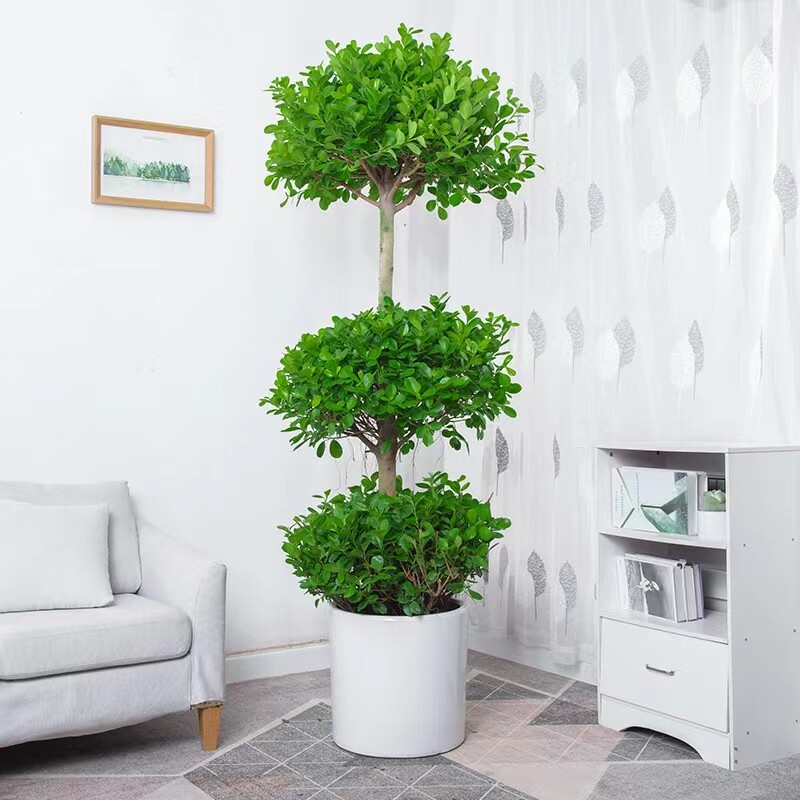 金钱榕盆栽d室内客厅观叶摇钱树大型绿植四季常青好养送礼植物盆