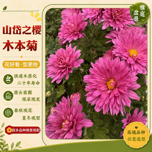 【山岱之樱】木本盆景菊花多年生耐寒室内好养盆栽进口品种菊花