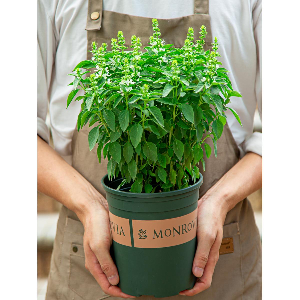 九层塔盆栽罗勒苗室内阳台室外庭院可食用香草金不换绿植新鲜薄荷