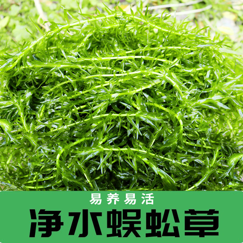 速发净水植物蜈蚣草新造鱼缸淡景装饰植物生态手水增氧阴性水草