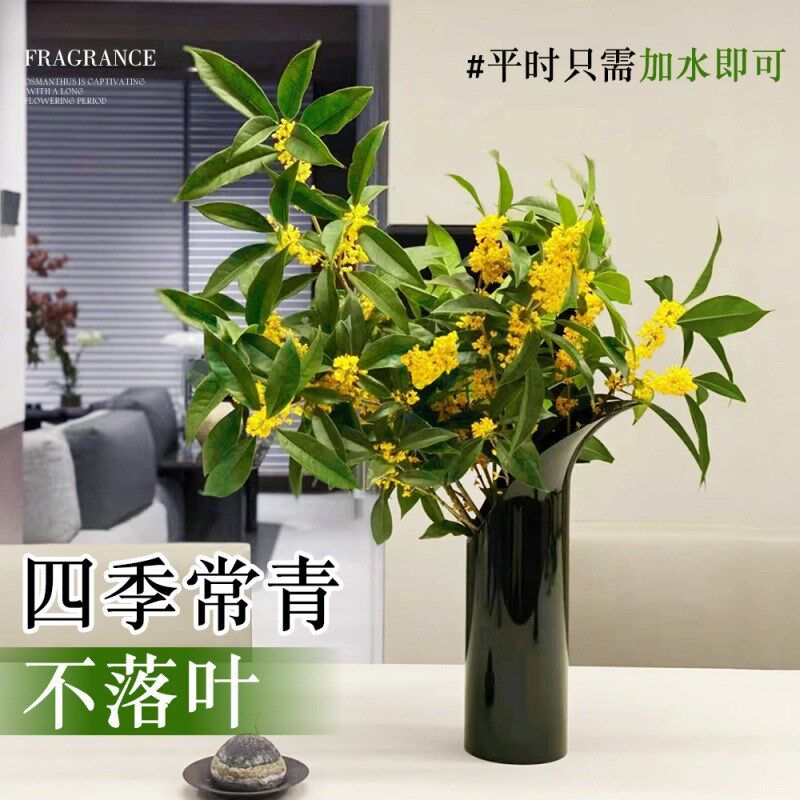 速发水培植物四季桂花盆栽带花苞鲜切枝浓香室内桌面水养绿植花卉