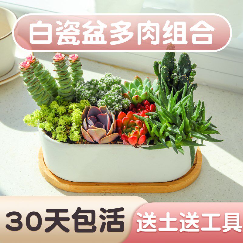 速发多肉植物组合小盆栽室内好养养人掌球带卉好仙高端花盆绿植带