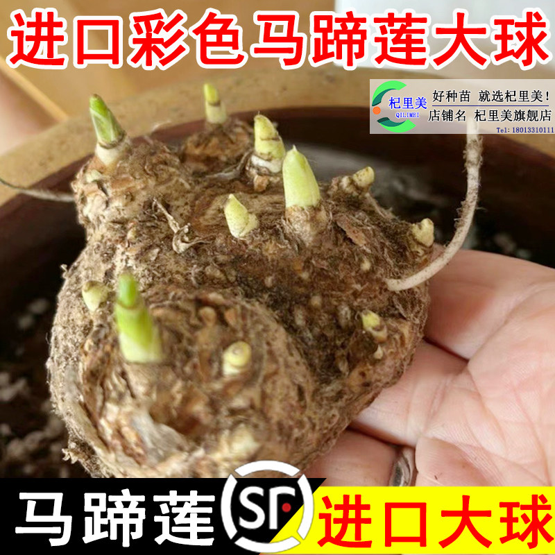 速发彩色马蹄莲球根种球多断生室内室外盆彩栽色四季开花不年植物