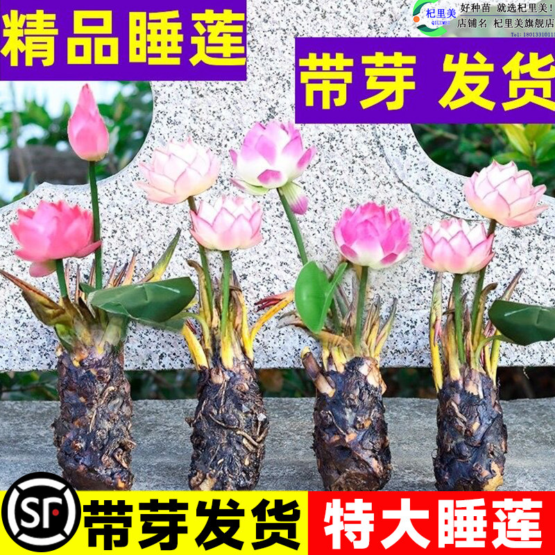 速发四季睡苗水培植物名贵水养大莲花花卉荷盆栽莲花种孑带花苞睡