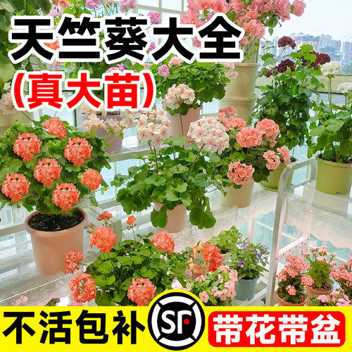 速发天竺葵盆栽花苗四全花季花卉四季开大不断带花苞发货大花重瓣