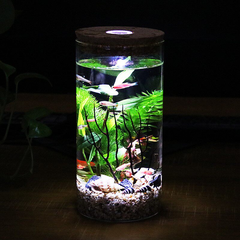 速发景态瓶五学课套装小学生科年级科学生态瓶 材料包水族鱼微生