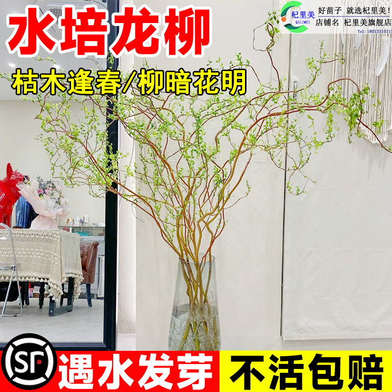 速发龙鲜柳枝切花水养水培植物侘寂风绿植南天竹雪干柳枝室内吊钟