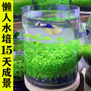 速发植缸生态水草玻璃瓶种物鱼孑籽水培阴性真草盆栽装饰造景一体