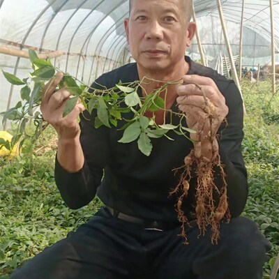 浙江野生三叶青纯正紫藤苗三叶青种苗金K线吊葫芦块根包邮多买多