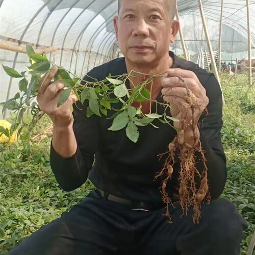 浙江野生三叶青纯正紫藤苗三叶青种苗金K线吊葫芦块根包邮多买多