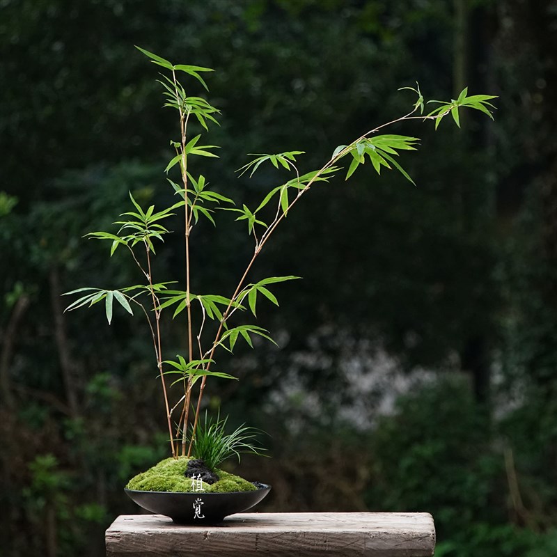 植觉 绿筠造型组合盆栽造景盆栽绿植办公室桌面植物盆Z景花卉景观