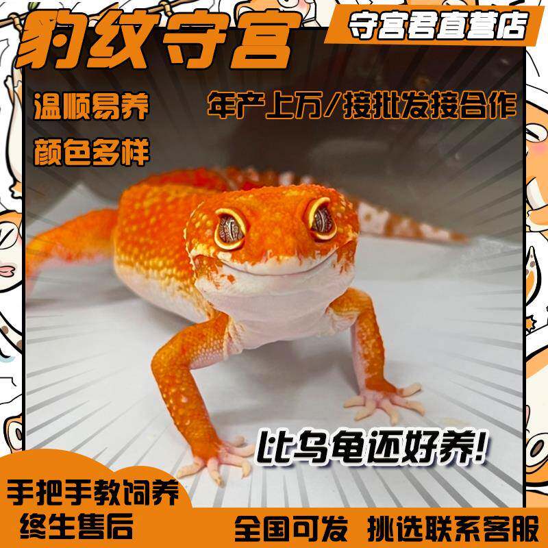 豹纹守宫蜥蜴活物新手入门懒人宠物可爱爬虫易养异宠小型温顺幼体