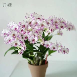 速发内墨石斛兰秋花苞白泼墨带石斛四季室泼花卉绿植台好养植物