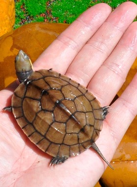 速发纯正黄喉拟水龟皖南种三黄小青龟石金钱龟苗活物小乌龟招财龟