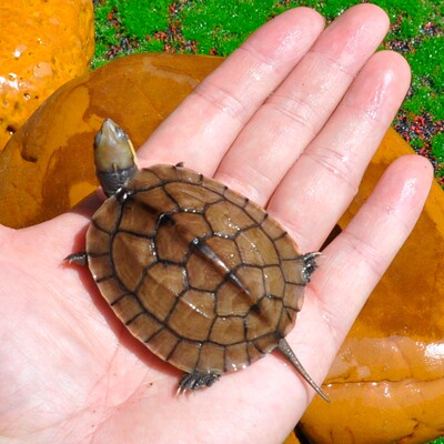 速发纯正黄喉拟水龟皖南种三黄小青龟石金钱龟苗活物小乌龟招财龟