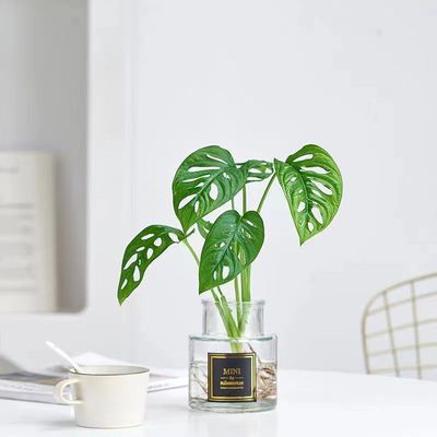 速发水培植物仙洞季背芋洞竹盆栽室内桌面耐阴植物四龟好养水养绿