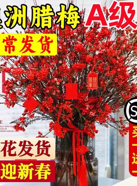 速发宵洲腊梅水瓣鲜枝红色重培鲜切花银柳年澳花云南直发真花
