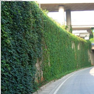 爬山虎苗庭院爬藤攀援花卉植物五月F地锦苗攀爬能力强耐寒成活高