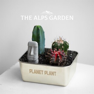 安第斯花园 仙i人掌盆栽办公室桌面多肉植物组合 室内创意绿植花