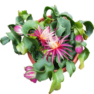 昙花一现鱼骨令箭卷叶昙花盆x栽室内阳台庭院植物花卉养易成活植