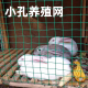 荷兰钢丝网安全网格防护网围栏y网养鸡网荷兰网铁丝网养殖网护栏