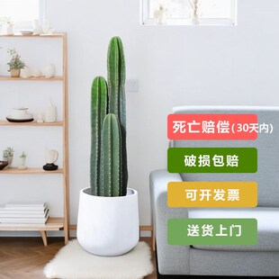 量天尺仙人柱仙h人掌多肉植物客厅办公室大型盆栽耐旱好养家居绿