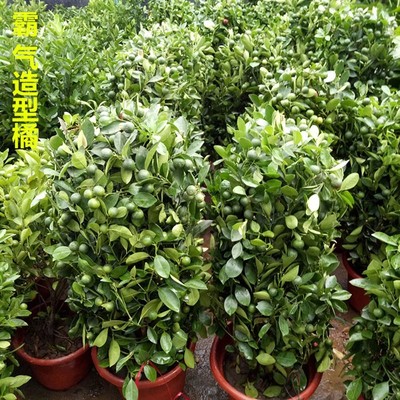 新家四季观d赏橘子小金桔盆景桔子树金桔盆栽四季橘子盆栽金桔盆