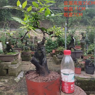 金弹子盆景嫁接j血钻血红葫芦果原生母树小山灌木金弹子母桩