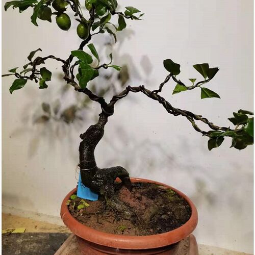 金弹子盆景原生带果灌木熟货老桩血红多品种阳台室内X绿植造型盆