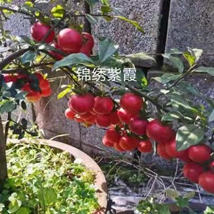 [锦绣紫霞]新品首发晚熟红芽紫血红大圆J果丰果金弹子盆景绿植室