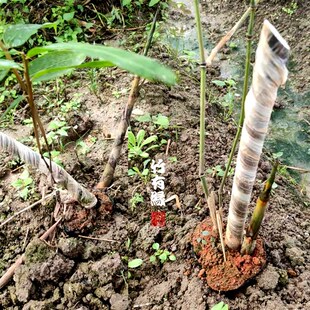 勃氏甜龙竹水果笋竹子苗曼歇甜龙甜竹笋N种植苗竹有缘基地直销