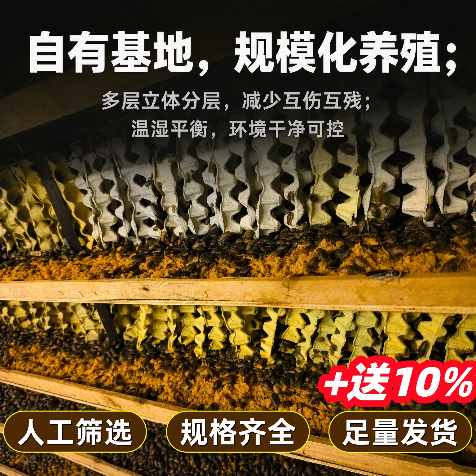 杜比亚蟑螂活体饲料 鬃狮 守宫观赏鱼饲料