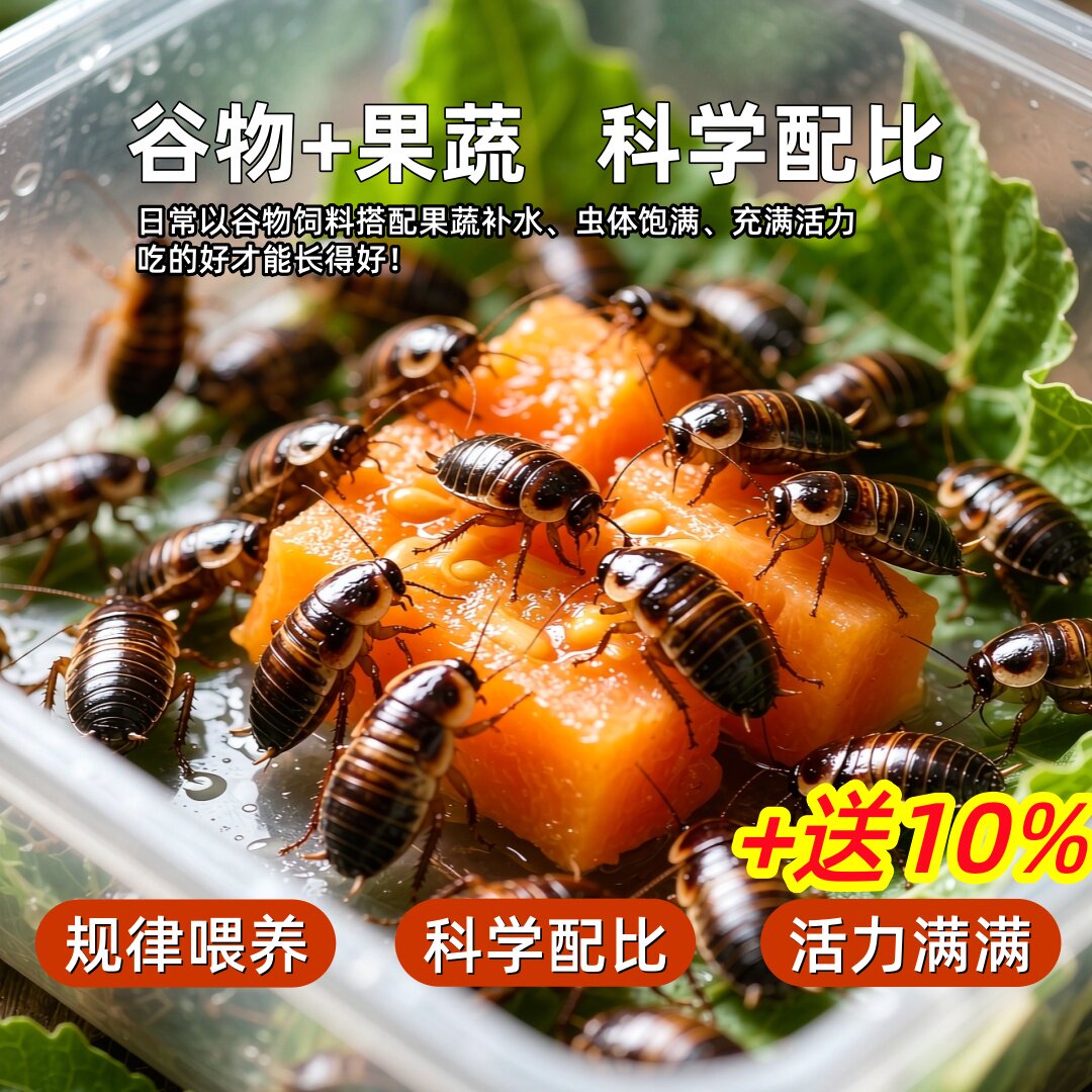 杜比亚蟑螂活体爬宠 鬃狮 饲料 守宫 龙鱼活饵蜥蜴蜘蛛营养繁殖组