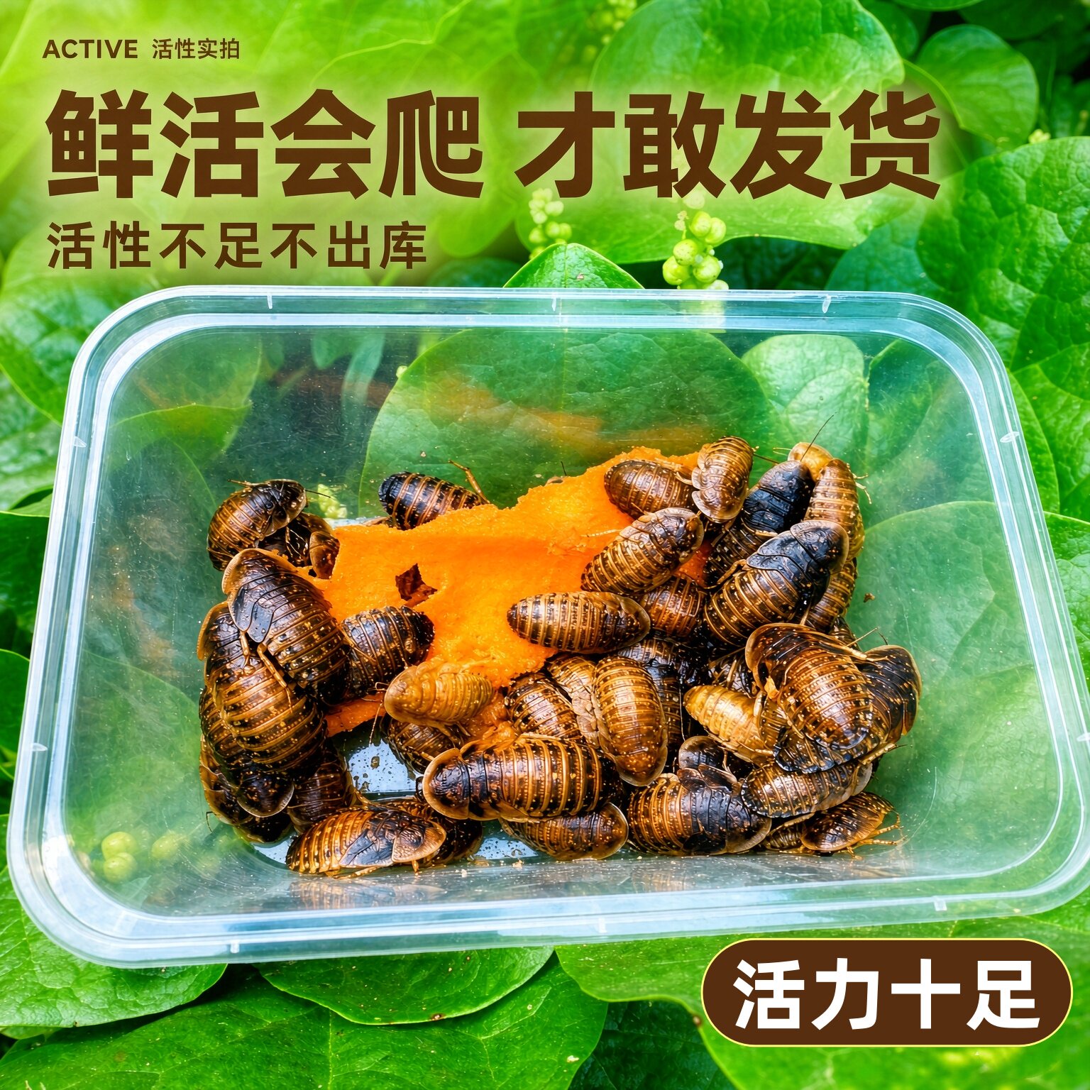 杜比亚蟑螂活体饲料爬宠鬃狮蜥蜴爬虫/鸣虫食物