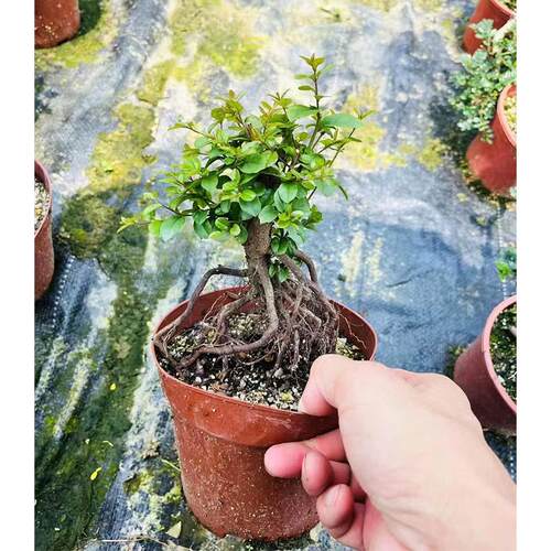 老桩提根小小叶雀梅易养盆景素材室外耐LJO晒耐寒好活绿植花苗木