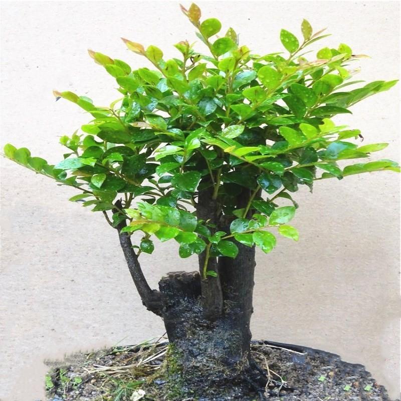 老桩小叶紫客檀盆养景树室内客厅桌面厅植物盆栽防辐射好YZJ活绿