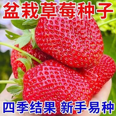 奶油草莓种子四季盆栽超甜奶油大果白草莓籽阳台易种水果蔬菜种籽