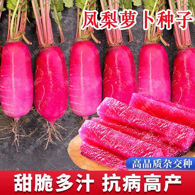 凤梨萝卜水果种籽红皮红心萝卜种子紫美人红萝卜孑秋季四季播蔬菜