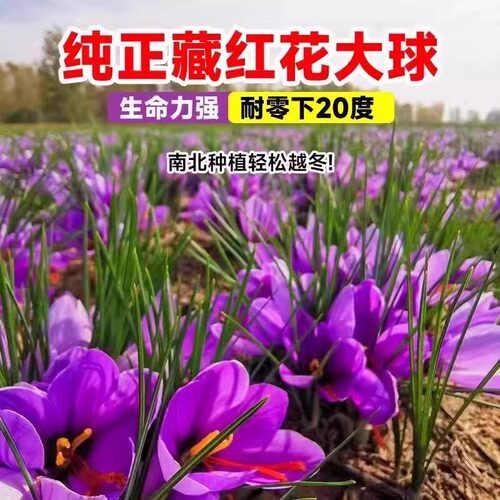 药用藏红花种球盆栽耐寒耐冻花卉番红花种子秧苗室内室外药材植物