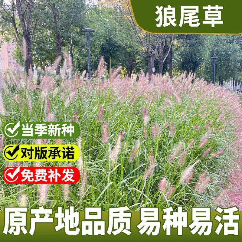紫叶狼尾草种子火焰紫穗网红观赏蜜糖狗兔尾巴草庭院室外花海美化,鲜花速递/花卉仿真/绿植园艺,家庭园艺种子,淘宝优惠券,粉丝福利购,淘宝优惠卷
