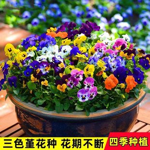 三色堇花种子耐寒四季多色角堇庭院阳台盆栽冬天猫脸花蝴蝶花种籽