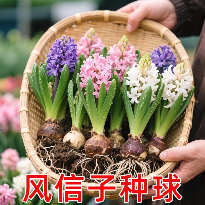 风信子种球水培植物四季耐寒水养土培套餐冬季易种活花卉盆栽绿植