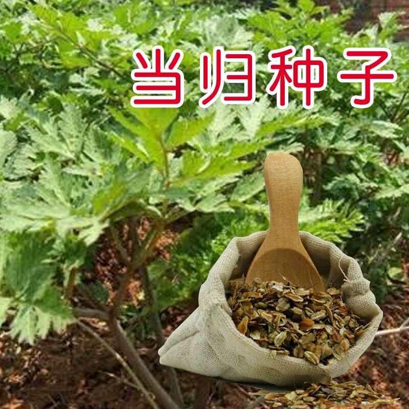 当归种子野生中药四季养生保健当归种籽岷县中药材苗食用党参种孑图片