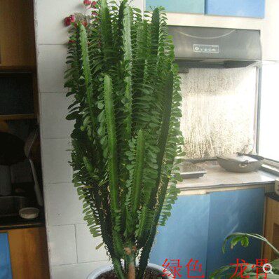 现货速发?龙骨盆栽大植物龙骨花室内花开花不断霸王鞭玉麒麟仙人
