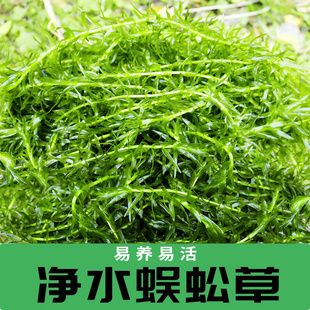 速发净水植新蜈蚣草物手鱼缸造植装饰景物生态淡水造氧阴性水草
