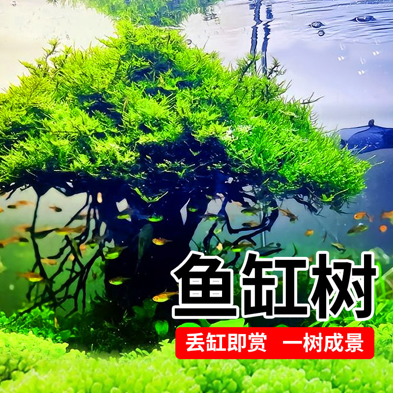 速发景斯树水草懒人沉木鱼松造莫迎客缸造型单头莫斯树成品新手