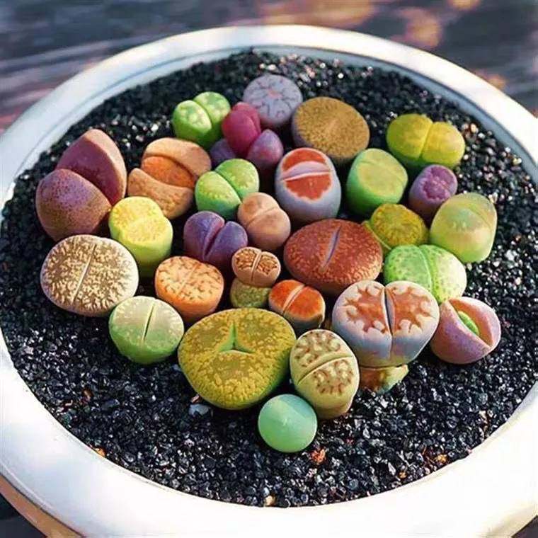 速发生石花多肉植物整盆大母肉肉花生石屁股花屁屁多多植物稀有盆